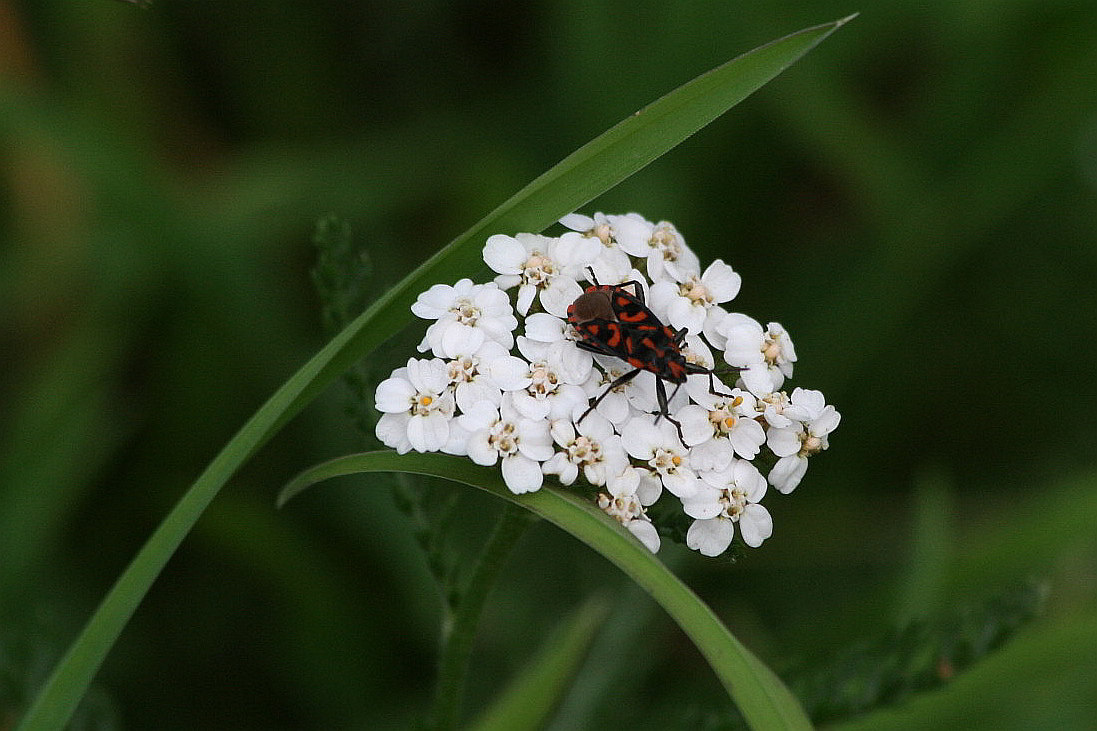 Lygaeidae: Spilostethus saxatilis del Trentino